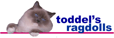 Ragdolls aus Niedersachsen